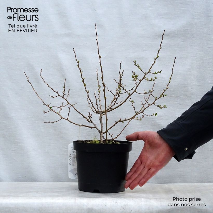 Membrillero del Japón Fire dance - Chaenomeles speciosa Maceta 2L/3L Ejemplar entregado en invierno