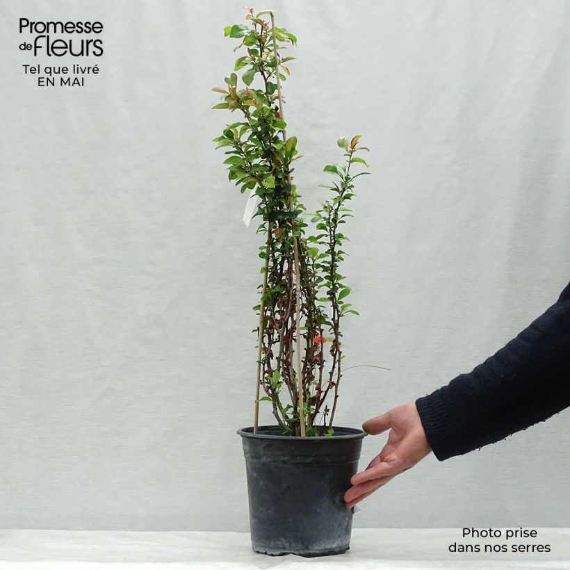Membrillero del Japón Friesdorfer - Chaenomeles speciosa Maceta 3L/4L Ejemplar entregado en la primavera