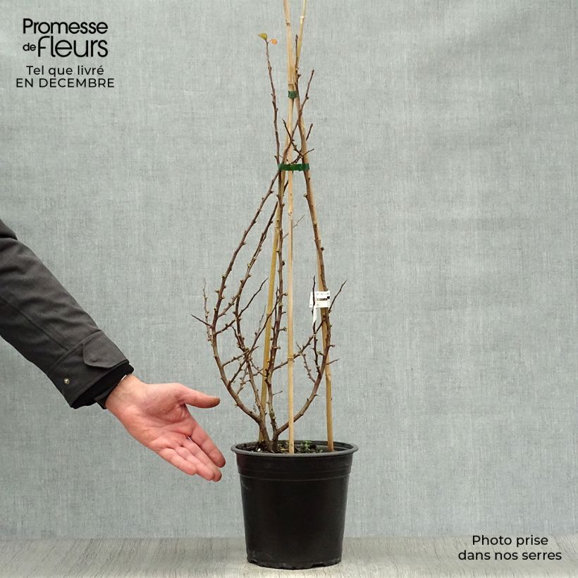 Membrillero del Japón Friesdorfer - Chaenomeles speciosa Maceta 3L/4L Ejemplar entregado en invierno