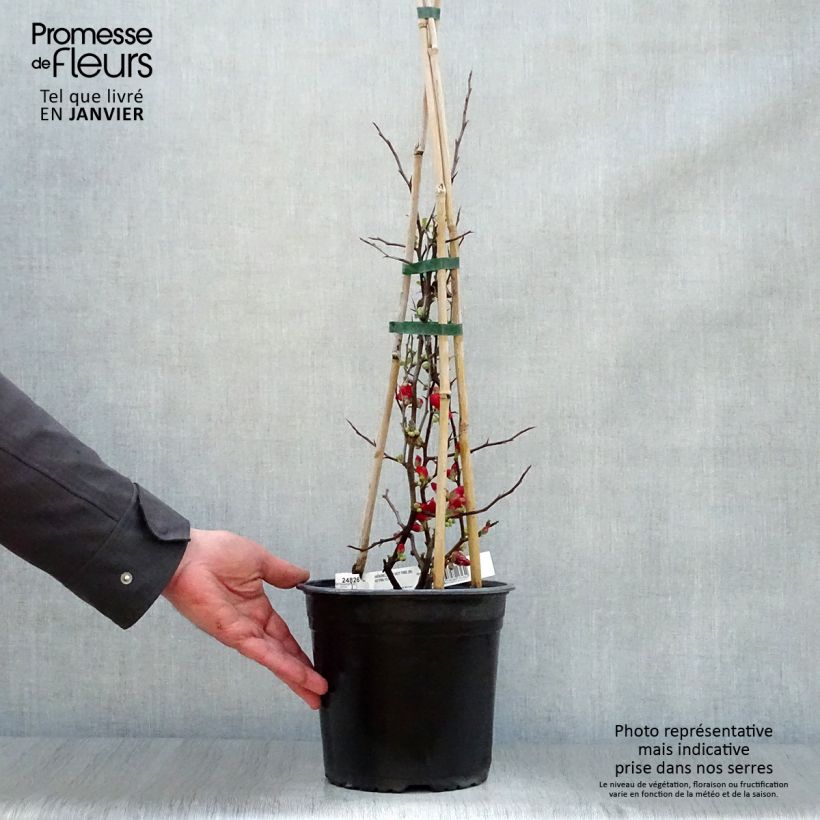 Membrillero del Japón Hot Fire - Chaenomeles speciosa Maceta 4L/5L Ejemplar entregado en invierno
