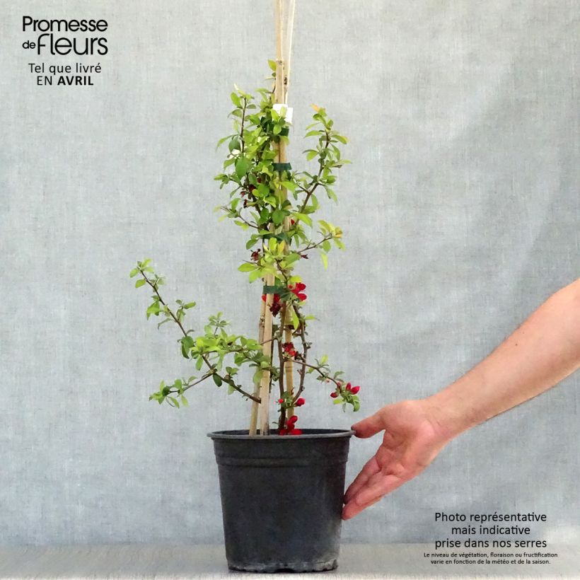 Membrillero del Japón Hot Fire - Chaenomeles speciosa Maceta 4L/5L Ejemplar entregado en la primavera