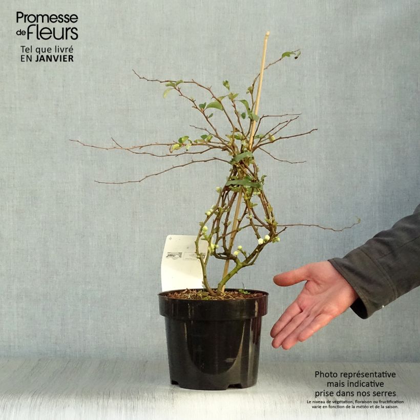 Membrillero del Japón Jet Trail - Chaenomeles superba Maceta 3L/4L Ejemplar entregado en invierno