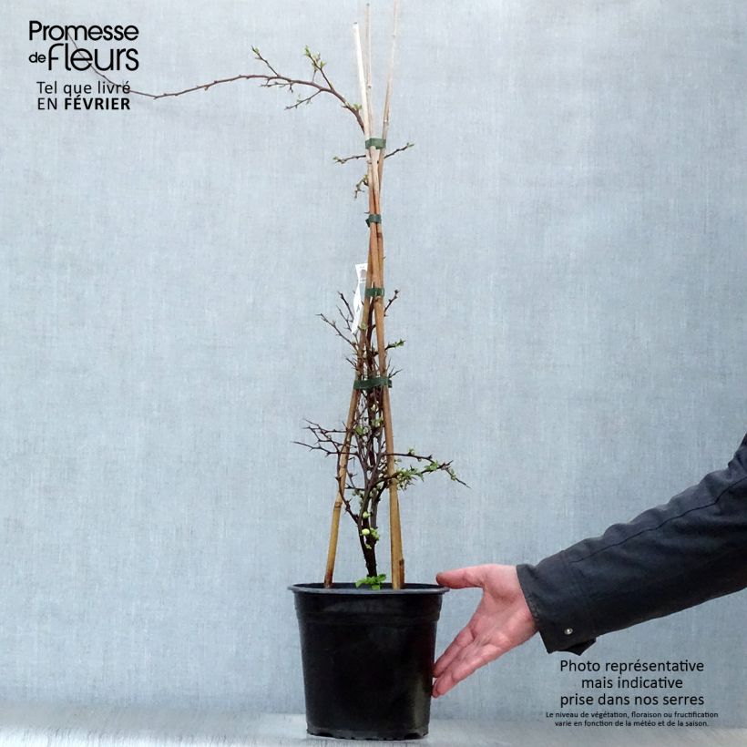 Membrillero del Japón Kinshiden - Chaenomeles speciosa Maceta 3L/4L Ejemplar entregado en invierno