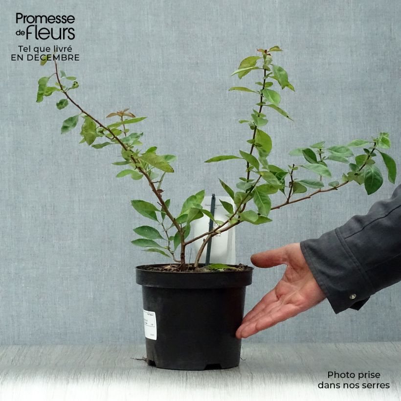 Membrillero del Japón Nicoline - Chaenomeles superba Maceta 2L/3L Ejemplar entregado en invierno