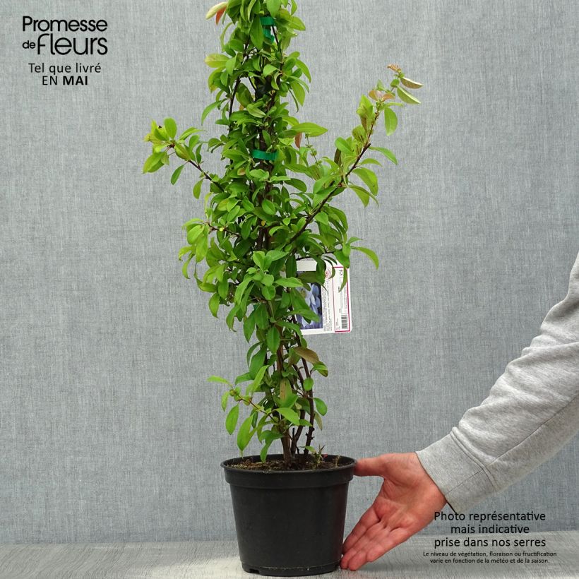 Membrillero del Japón Nivalis - Chaenomeles speciosa Maceta 2L/3L Ejemplar entregado en la primavera