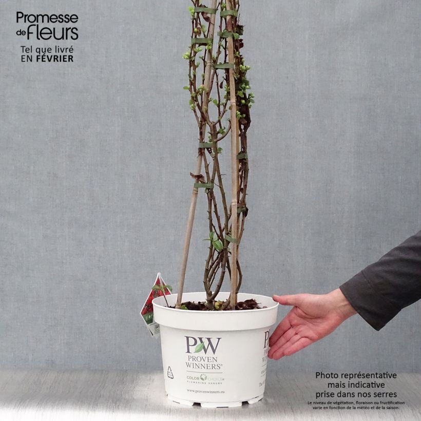 Membrillero del Japón Orange Storm - Chaenomeles speciosa Maceta 7,5L/10L Ejemplar entregado en invierno