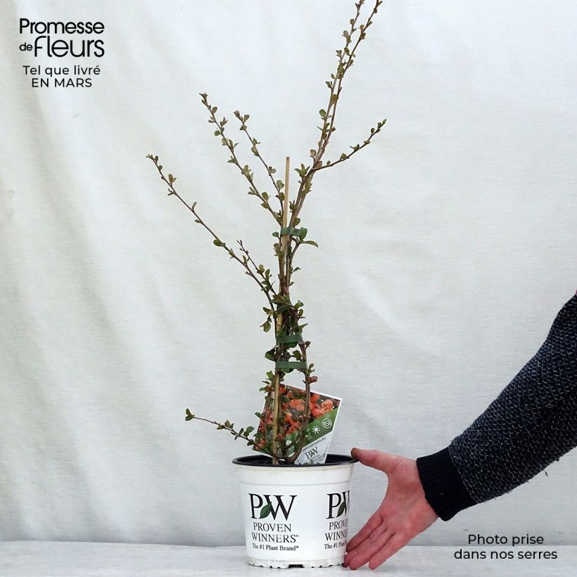 Membrillero del Japón Orange Storm - Chaenomeles speciosa Maceta 2L/3L Ejemplar entregado en la primavera