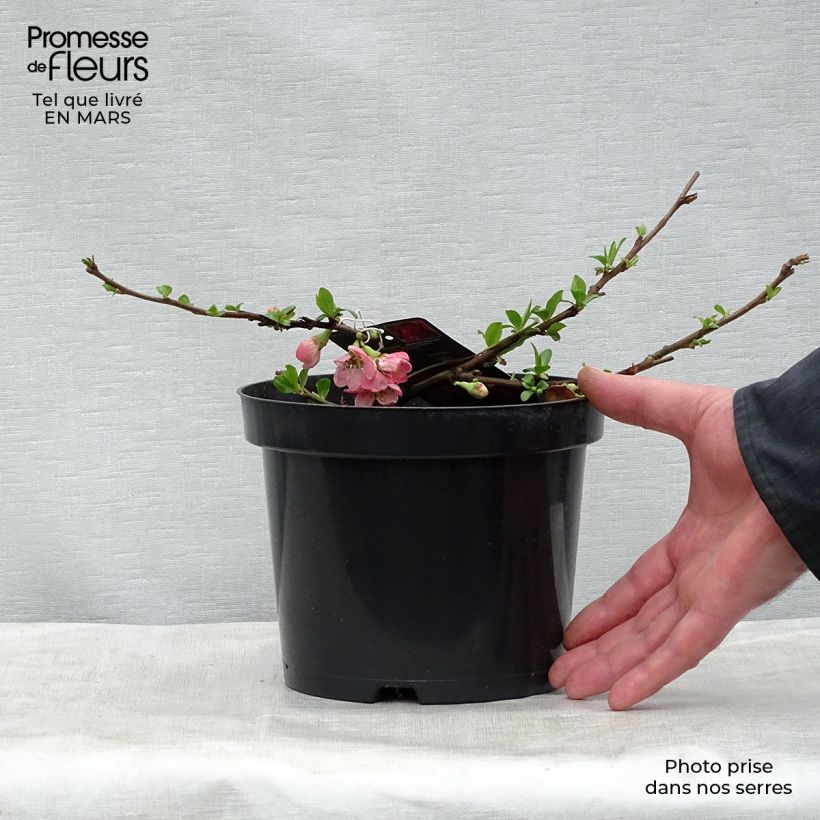 Membrillero del Japón Pink Lady - Chaenomeles superba Maceta 2L/3L Ejemplar entregado en la primavera