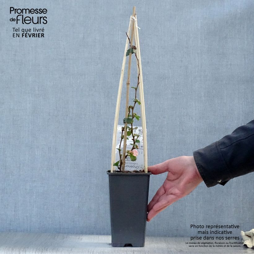 Membrillero del Japón Pink Lady - Chaenomeles superba Maceta 2L/3L Ejemplar entregado en invierno