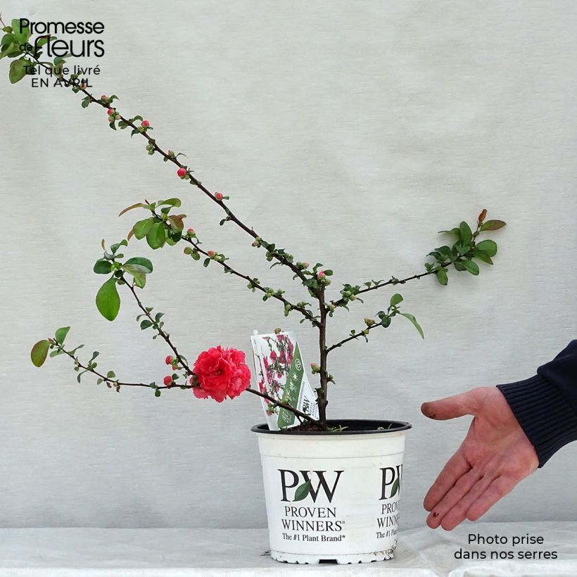 Membrillero del Japón Pink Storm - Chaenomeles speciosa Maceta 2L/3L Ejemplar entregado en la primavera
