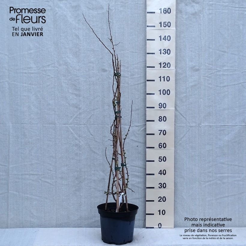 Membrillero del Japón Rubra - Chaenomeles speciosa Maceta 7,5L/10L Ejemplar entregado en invierno