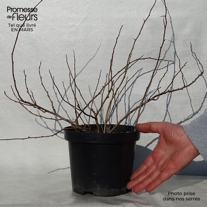 Chaenomeles japonica Sargentii - Membrillero de flor Maceta 3L/4L Ejemplar entregado en la primavera