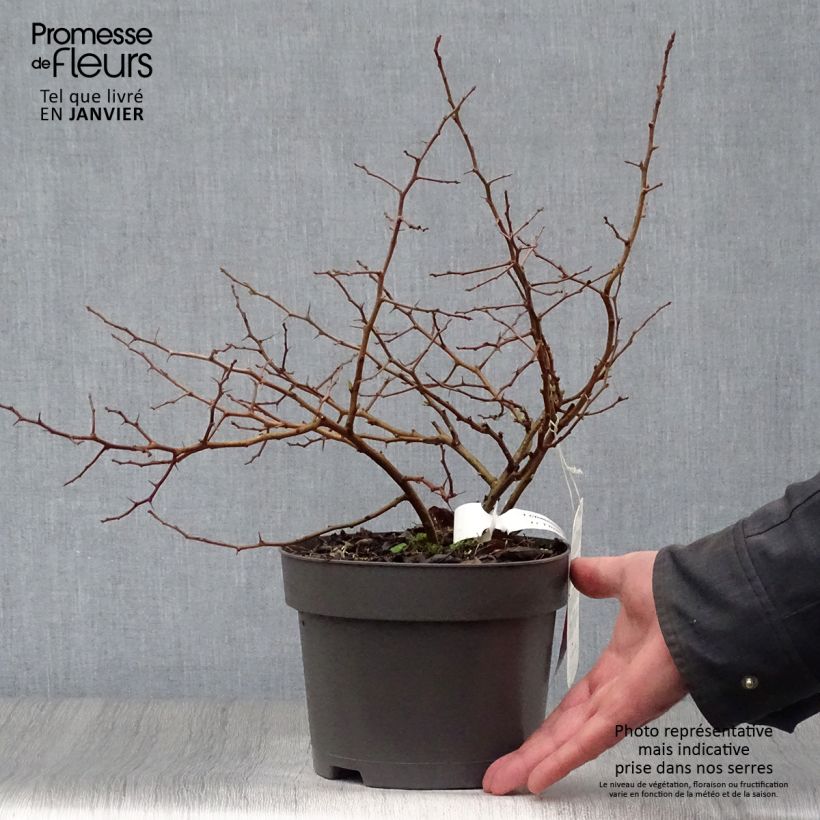 Chaenomeles japonica Sargentii - Membrillero de flor Maceta 3L/4L Ejemplar entregado en invierno