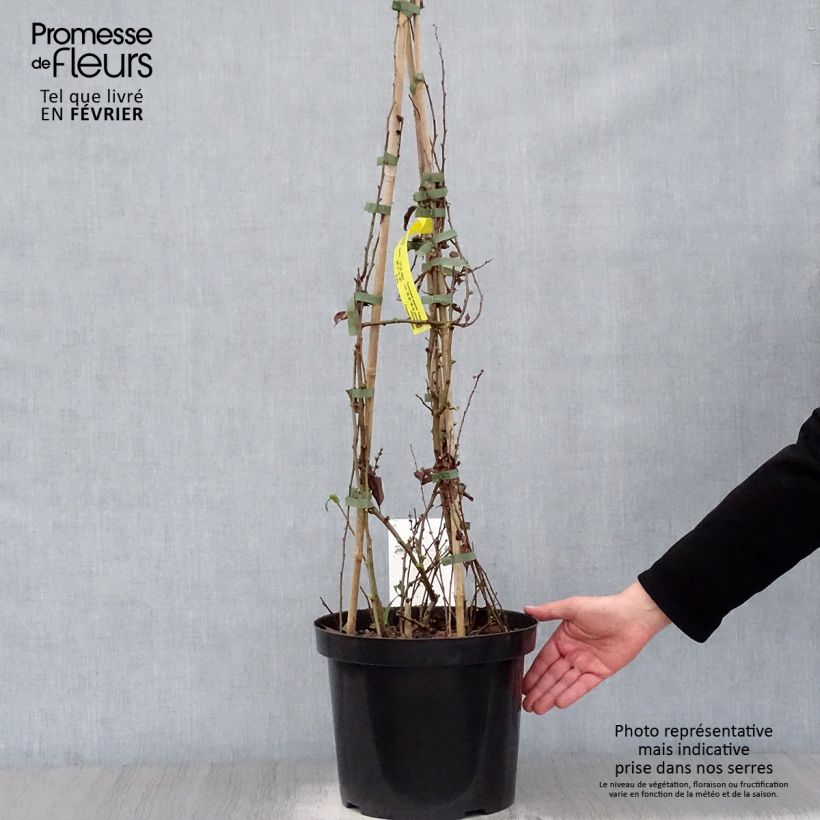 Membrillero del Japón Yukigoten - Chaenomeles speciosa Maceta 7,5L/10L Ejemplar entregado en invierno