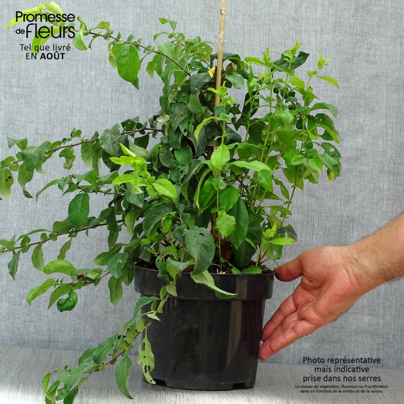 Ejemplar de Membrillero del Japón Yukigoten - Chaenomeles speciosa Maceta 3L/4L entregado en verano
