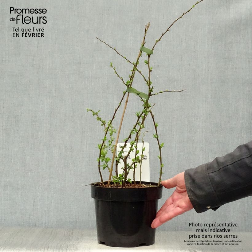 Membrillero del Japón Yukigoten - Chaenomeles speciosa Maceta 3L/4L Ejemplar entregado en invierno