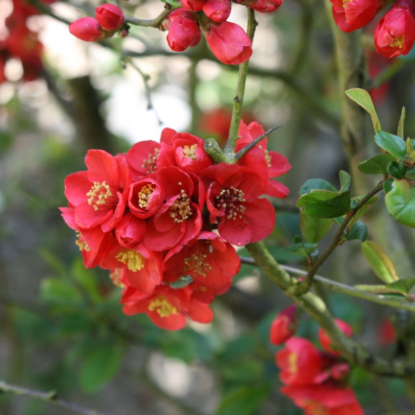 Membrillero del Japón Fire dance - Chaenomeles speciosa (Floración)
