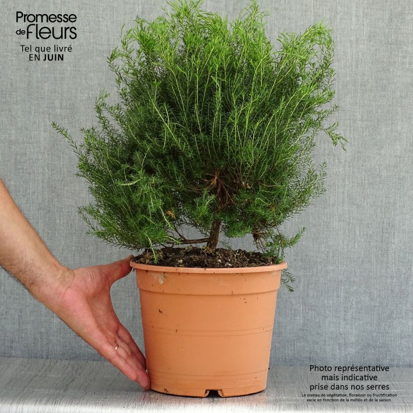 Ejemplar de Coleonema pulchrum - Arbusto confeti Maceta 4L/5L entregado en verano