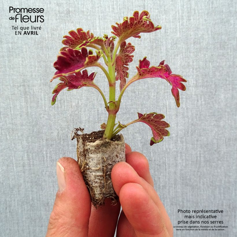 Cóleo Copinto Planter's Punch minicepellón: Ø 3/4 cm Ejemplar entregado en la primavera