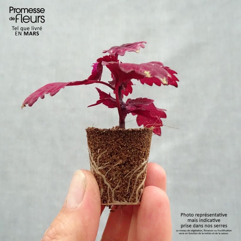 Cóleo FlameThrower Salsa Roja minicepellón: Ø 3/4 cm Ejemplar entregado en la primavera