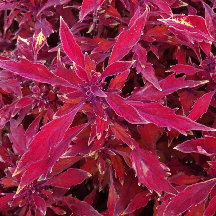 Cóleo FlameThrower Salsa Roja (Follaje)