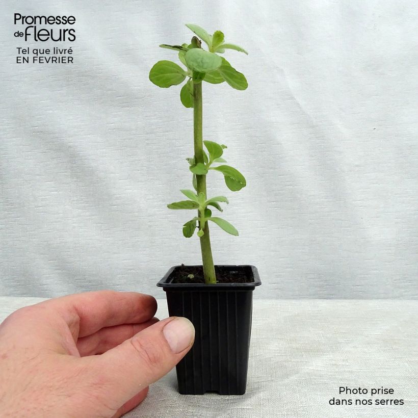 Planta del dinero - Plectranthus caninus Maceta de 7/8 cm Ejemplar entregado en invierno