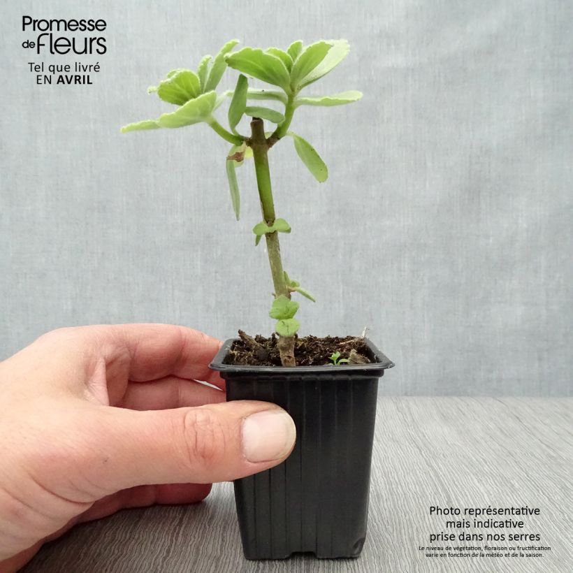 Planta del dinero - Plectranthus caninus Maceta de 7/8 cm Ejemplar entregado en la primavera