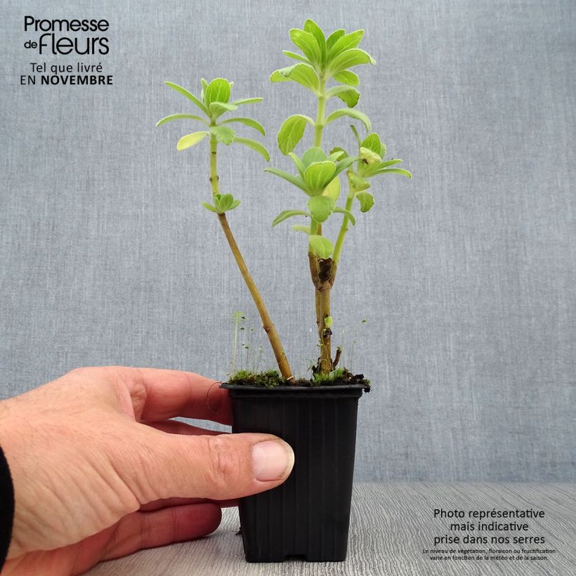 Ejemplar de Planta del dinero - Plectranthus caninus Maceta de 7/8 cm entregado en otoño