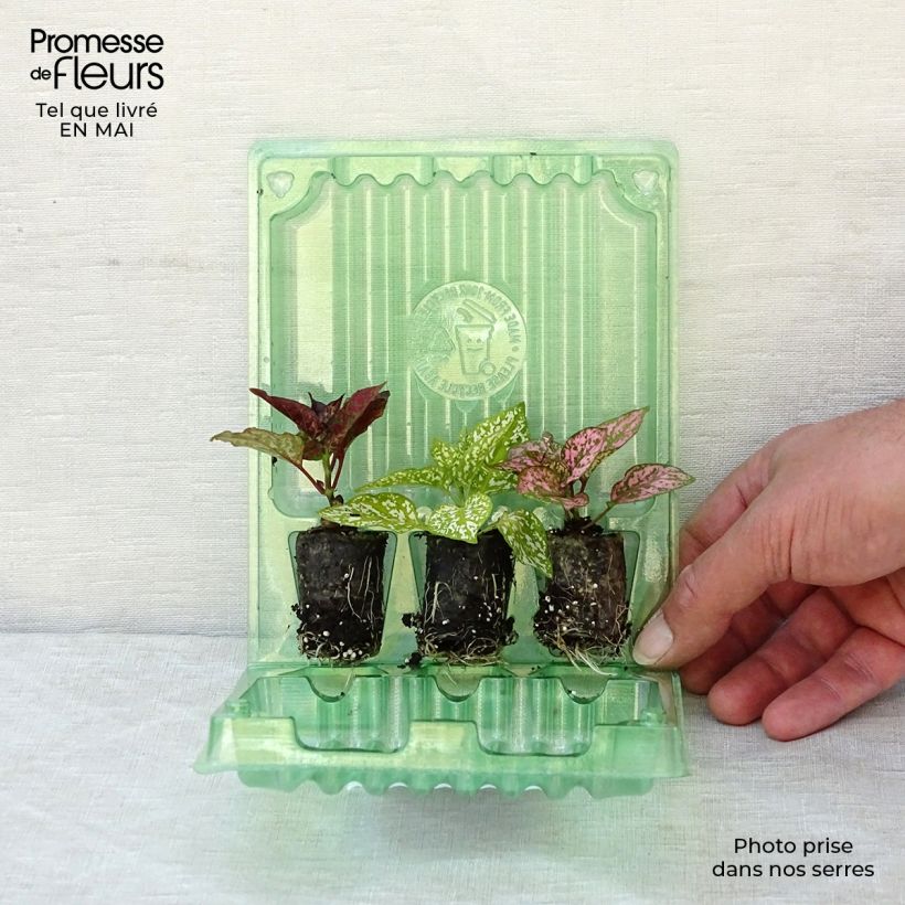 Colección 3 Hypoestes Hippo Ejemplar entregado en la primavera