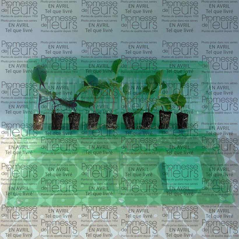 Ejemplo de ejemplar de Colección de 9 plantas de repollo en cuello tal y como se entrega