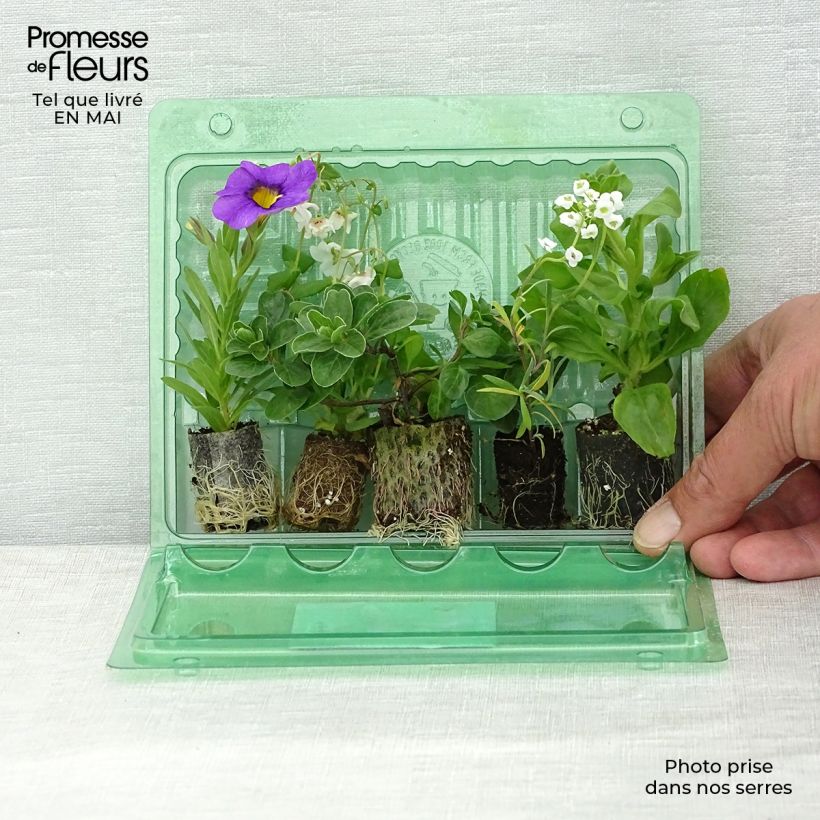 Colección Berry Fountain - 5 variedades de anuales Ejemplar entregado en la primavera