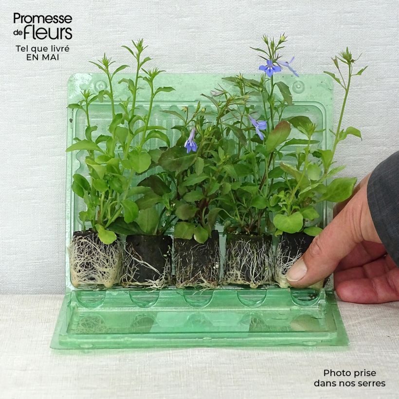 Colección Cascada de Lobelias Ejemplar entregado en la primavera