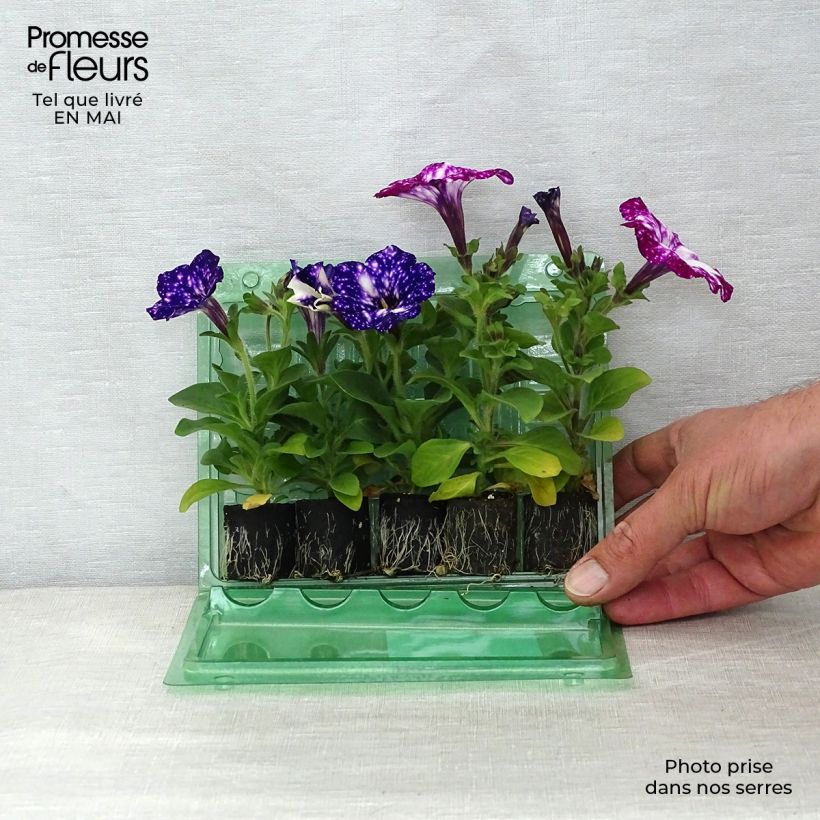 Colección Dúo de petunias Night Sky y Royal Sky Ejemplar entregado en la primavera