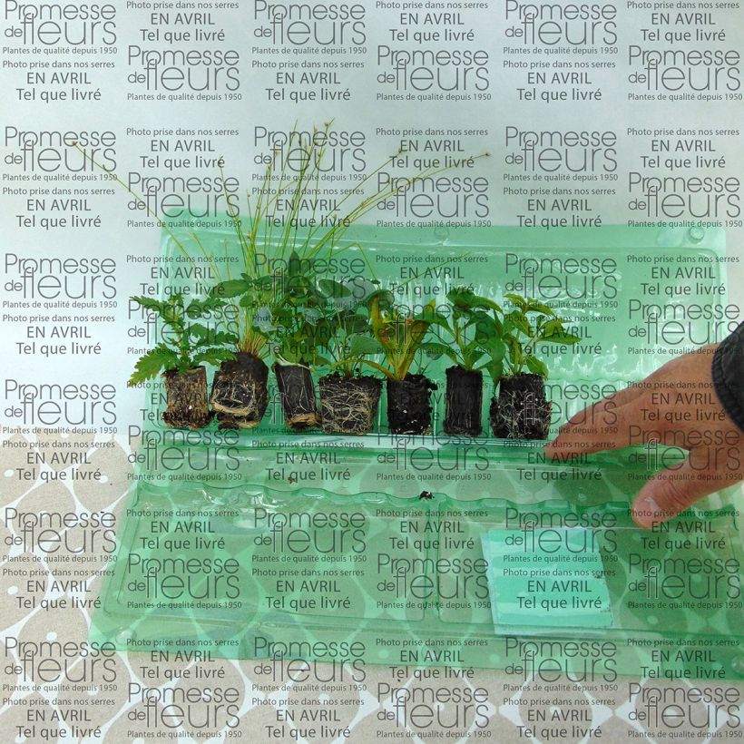 Ejemplo de ejemplar de Colección Jardinera Blanca - 7 variedades anuales tal y como se entrega