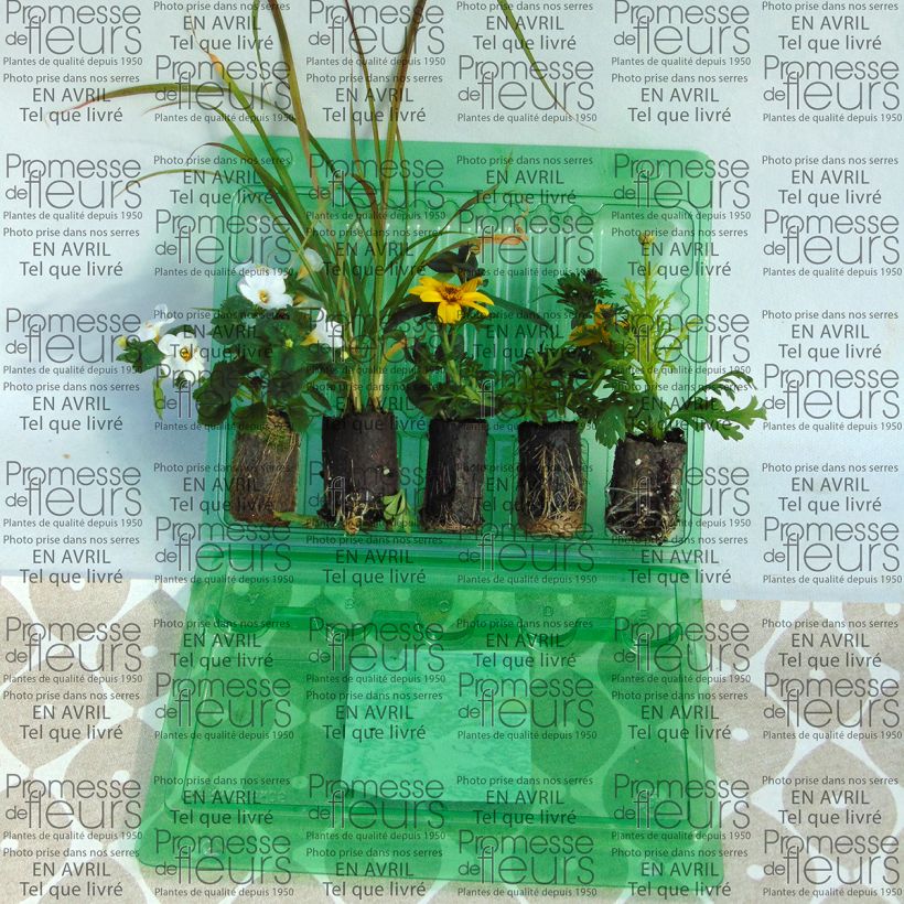 Ejemplo de ejemplar de Colección Jardinera Amarilla - 5 variedades anuales tal y como se entrega