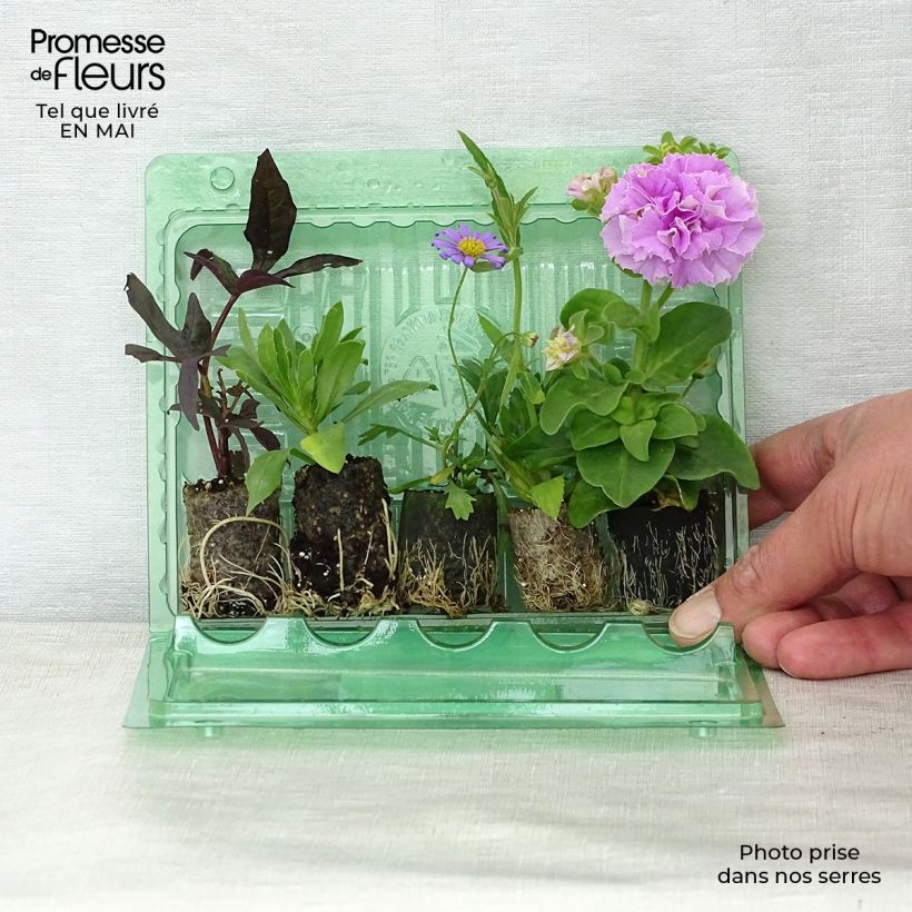 Colección Jardinera Lavanda - 5 variedades anuales Ejemplar entregado en la primavera