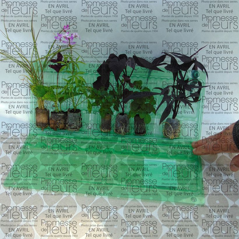 Ejemplo de ejemplar de Colección Jardinera Rosa - 7 variedades de anuales tal y como se entrega