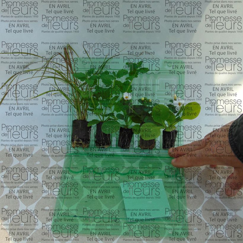 Ejemplo de ejemplar de Jardinera Roja - 5 variedades de plantas anuales tal y como se entrega