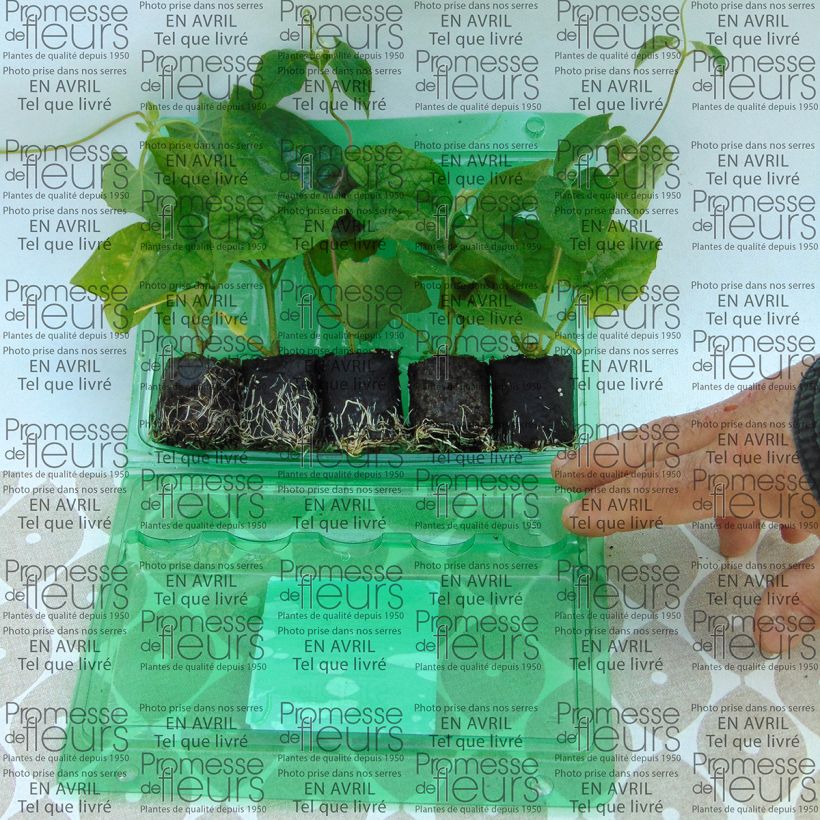 Ejemplo de ejemplar de Colección Thunbergia Alata - Susana de ojos negros tal y como se entrega