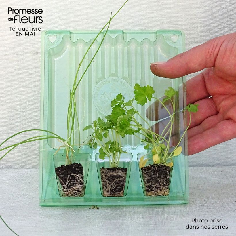 Colección de 3 aromáticas esenciales Ejemplar entregado en la primavera