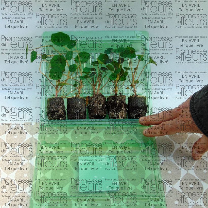 Ejemplo de ejemplar de Colección de 5 Capuchinas (Tropaeolum majus) tal y como se entrega