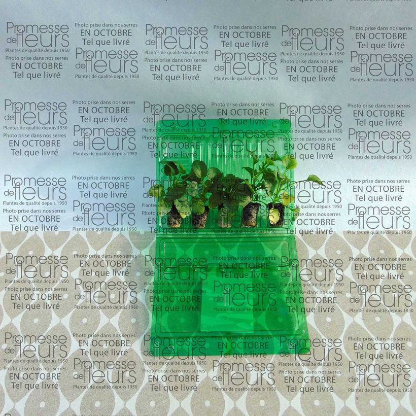 Ejemplo de ejemplar de Colección de 5 Pensamientos Matrix Ruby Mix en Mini macetas tal y como se entrega