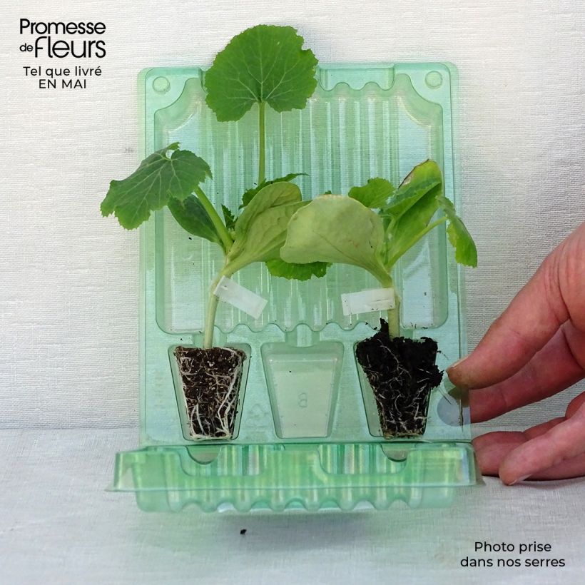 Colección dúo de 2 calabacines en plantas INJERTADAS Ejemplar entregado en la primavera