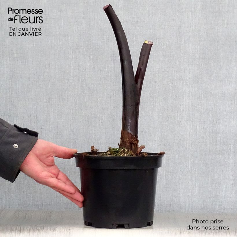 Colocasia esculenta Black Stem Maceta 3L/4L Ejemplar entregado en invierno