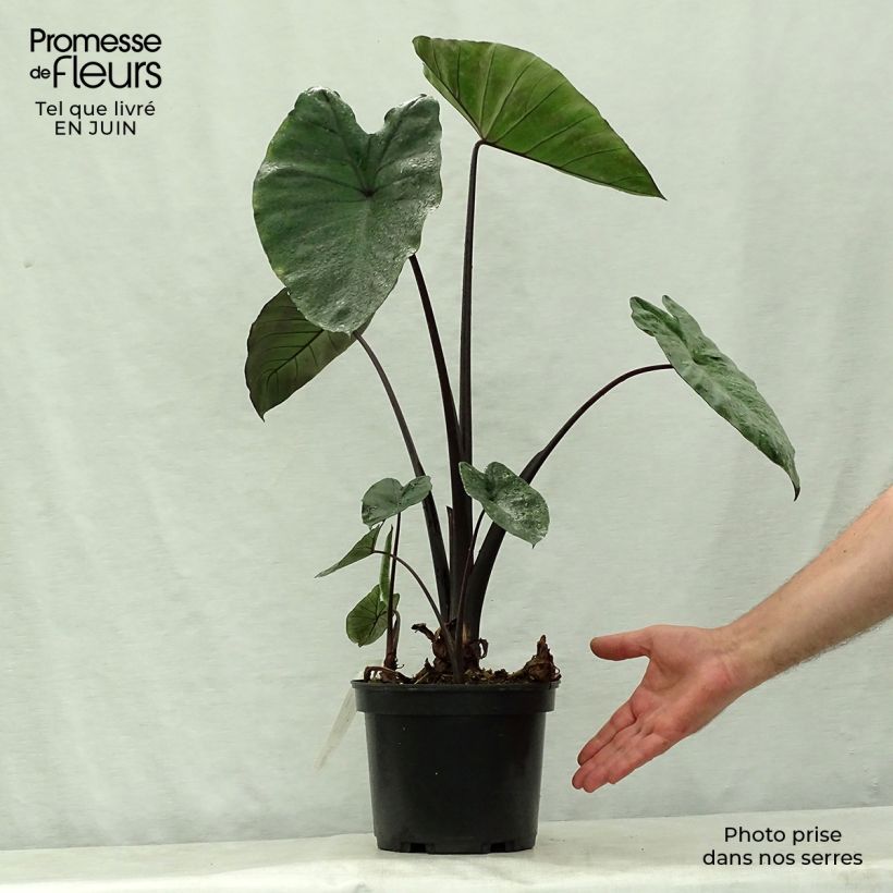 Ejemplar de Colocasia esculenta Black Stem Maceta 3L/4L entregado en verano