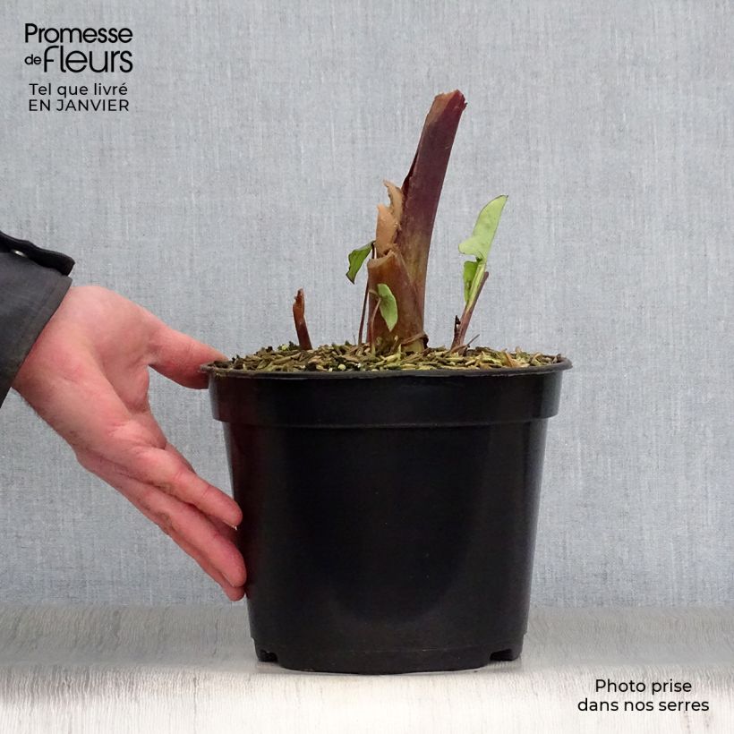 Colocasia Blue hawaii Maceta 4L/5L Ejemplar entregado en invierno