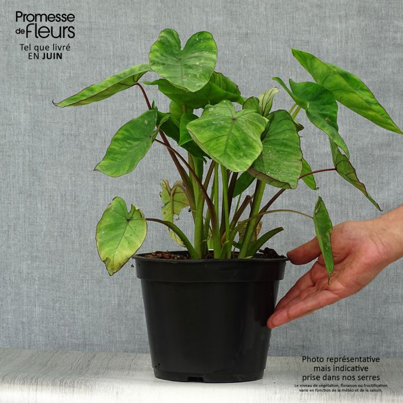 Ejemplar de Colocasia Blue hawaii Maceta 4L/5L entregado en verano