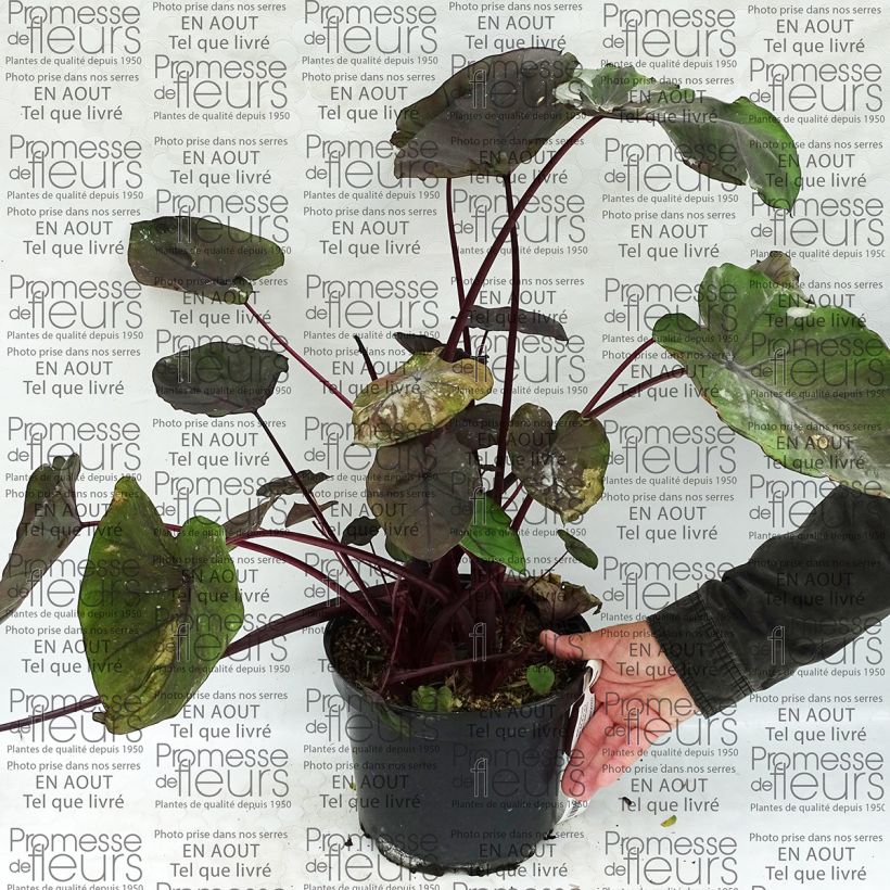 Ejemplo de ejemplar de Colocasia Dragon Heart Giant Maceta 4L/5L tal y como se entrega
