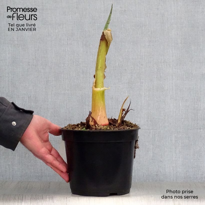 Colocasia Jack's Giant Maceta 3L/4L Ejemplar entregado en invierno