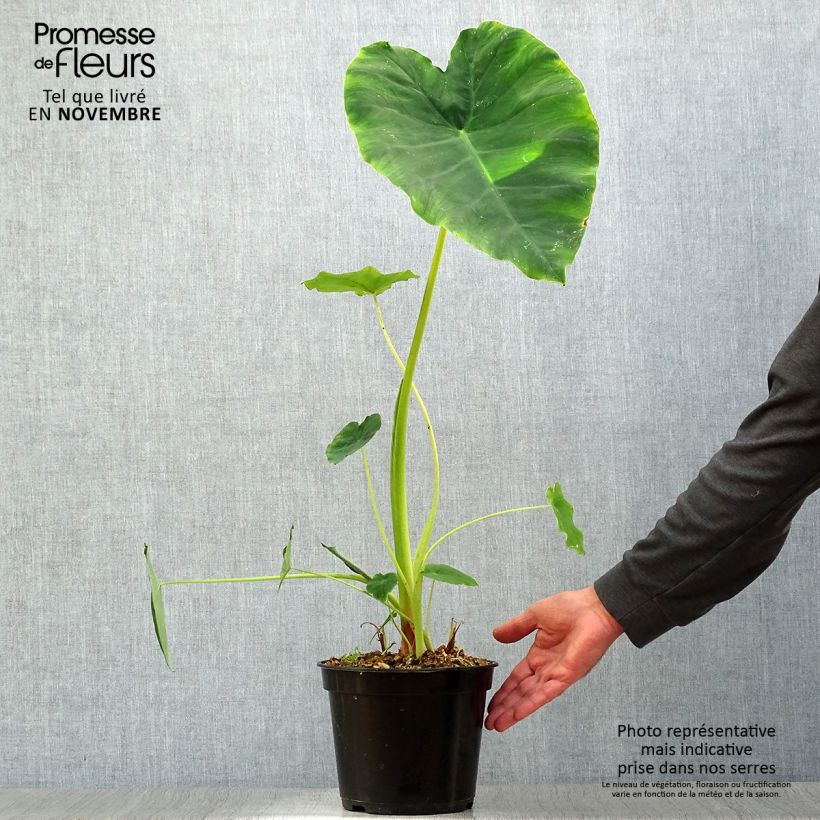 Ejemplar de Colocasia Jack's Giant Maceta 3L/4L entregado en otoño